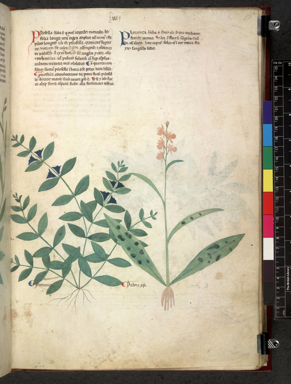 Egerton 747 Tractatus de herbis (Kräuterbuch) ca. 1280-1310 von School Italian