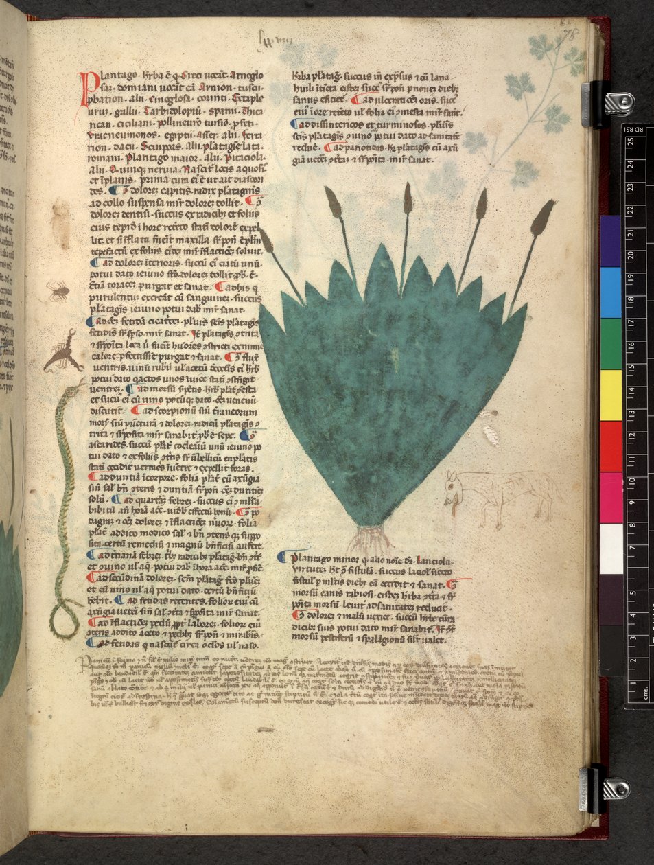 Egerton 747 Tractatus de herbis (Kräuterbuch) ca. 1280-1310 von School Italian