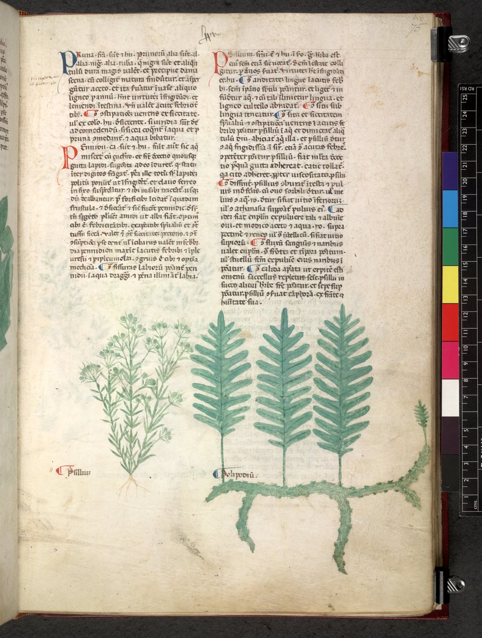 Egerton 747 Tractatus de herbis (Kräuterbuch) ca. 1280-1310 von School Italian