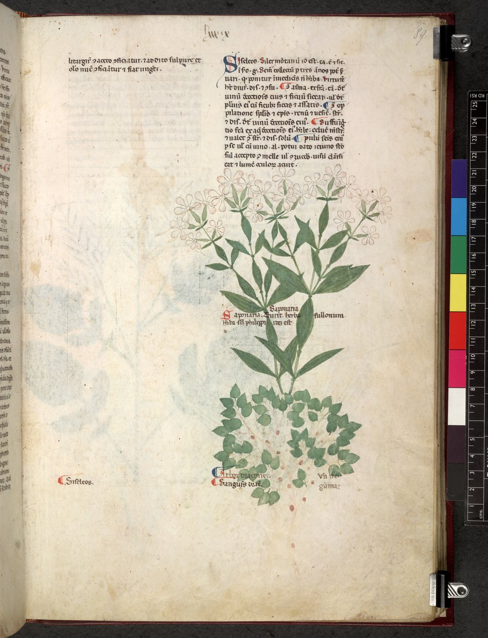 Tractatus de herbis (Kräuterbuch) ca. 1280-1310 von School Italian