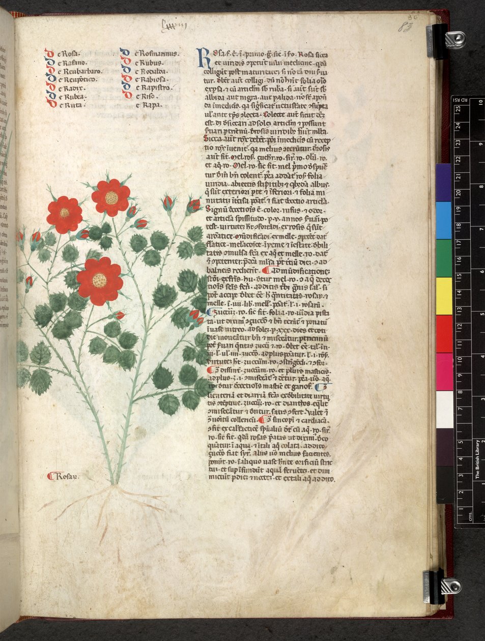 Tractatus de herbis (Kräuterbuch) ca. 1280-1310 von School Italian