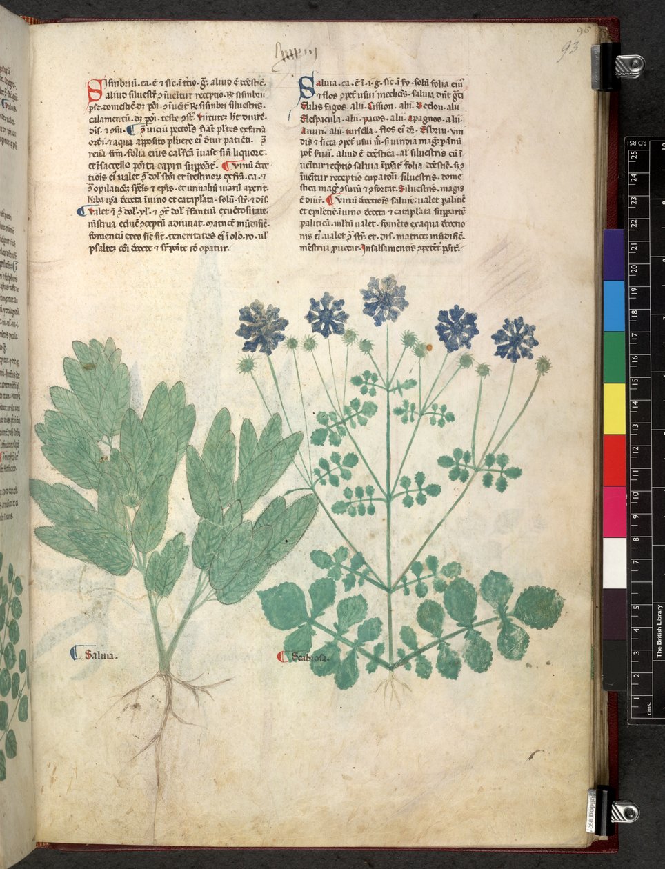 Tractatus de herbis (Kräuterbuch) um 1280-1310 von School Italian