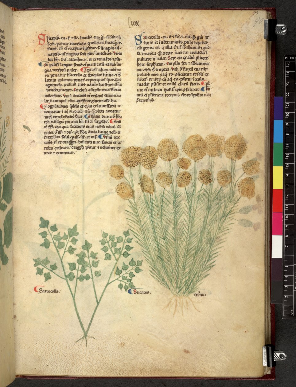 Tractatus de herbis (Kräuterbuch) um 1280-1310 von School Italian