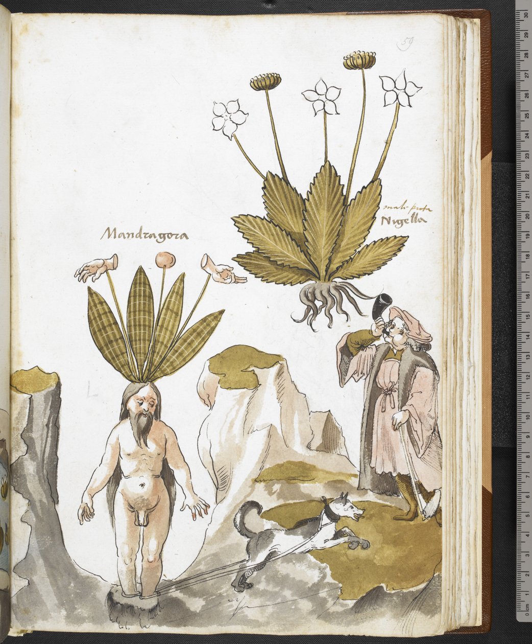 Harley MS 3736 f.59r Eine Alraune wird von einem Hund herausgezogen, aus 
