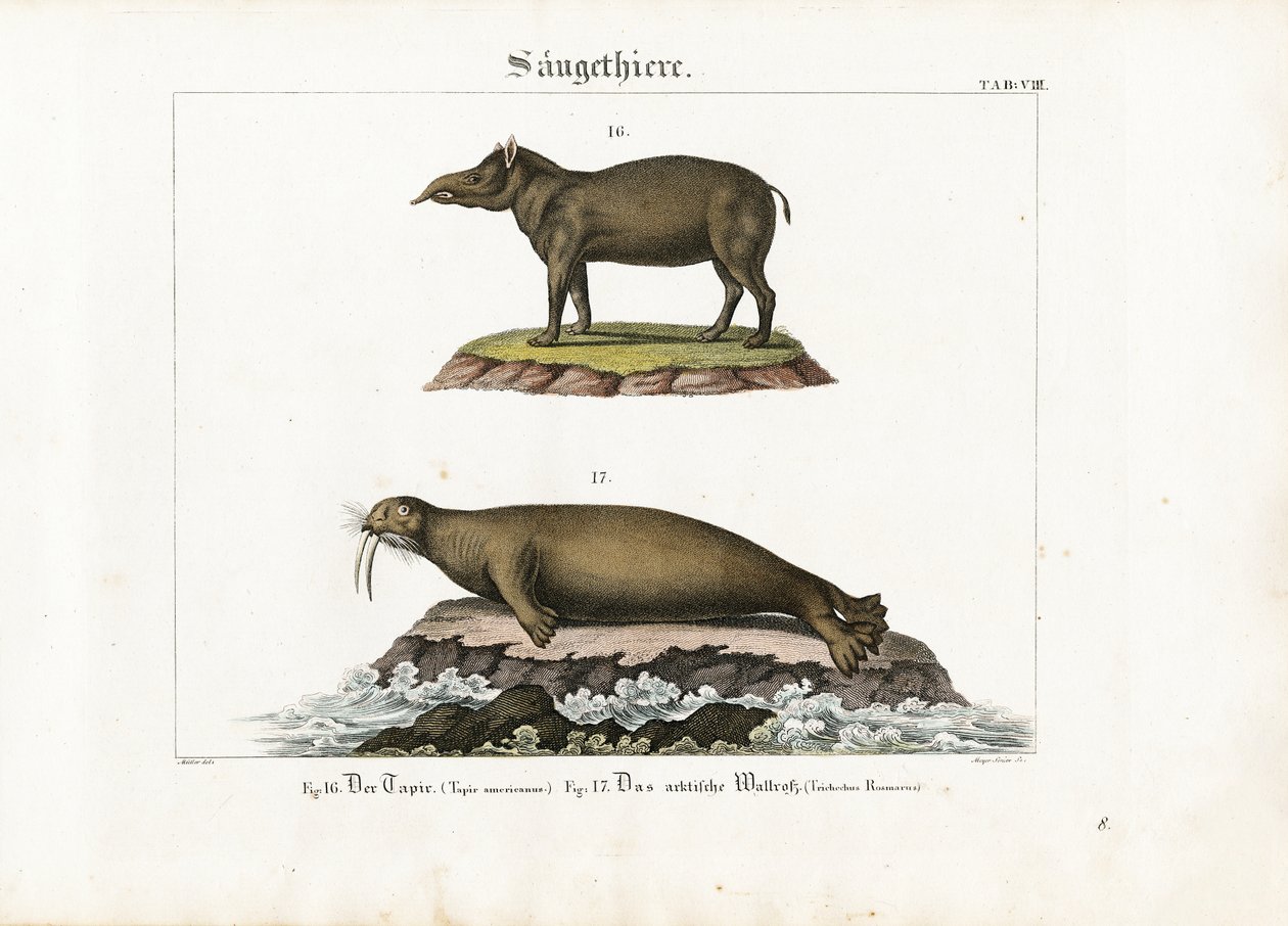 Tapir und Arktischer Walross von Senior Meyer