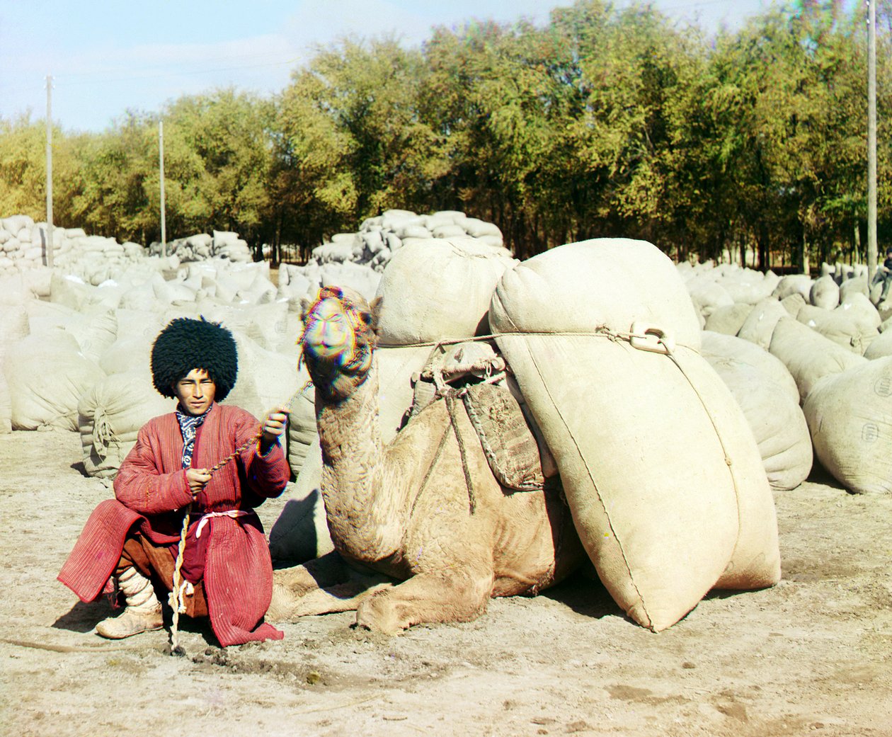 Turkmenischer Mann posiert mit einem Kamel, beladen mit Baumwollsäcken, Zentralasien, Russisches Reich, zwischen 1905 und 1915 von Sergey Prokudin Gorsky