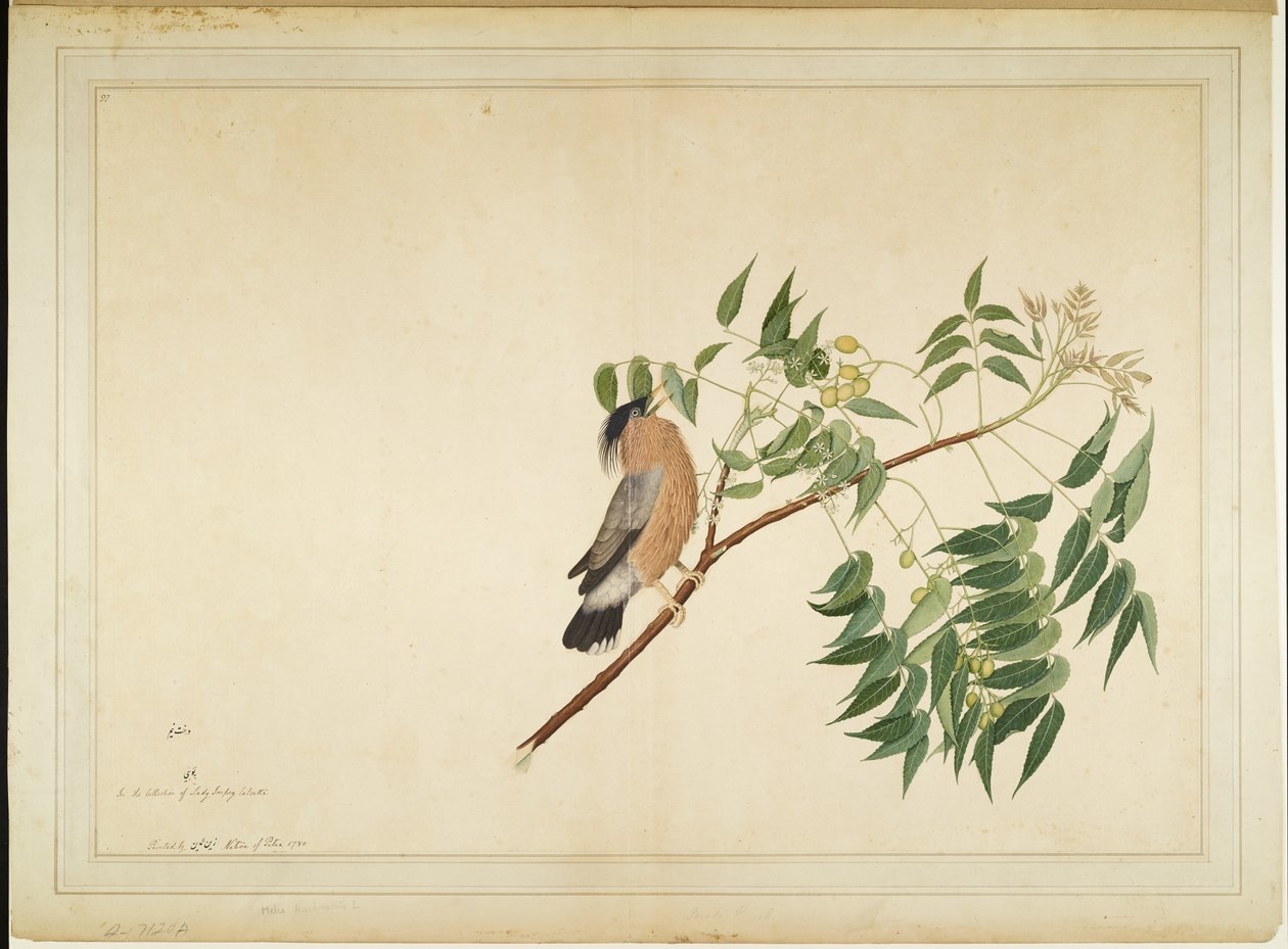 Brahminenstar auf Neembaumzweig, Folio aus einer Serie, die von Lady Impey in Auftrag gegeben wurde, 1780 von Shaikh Zain ud Din