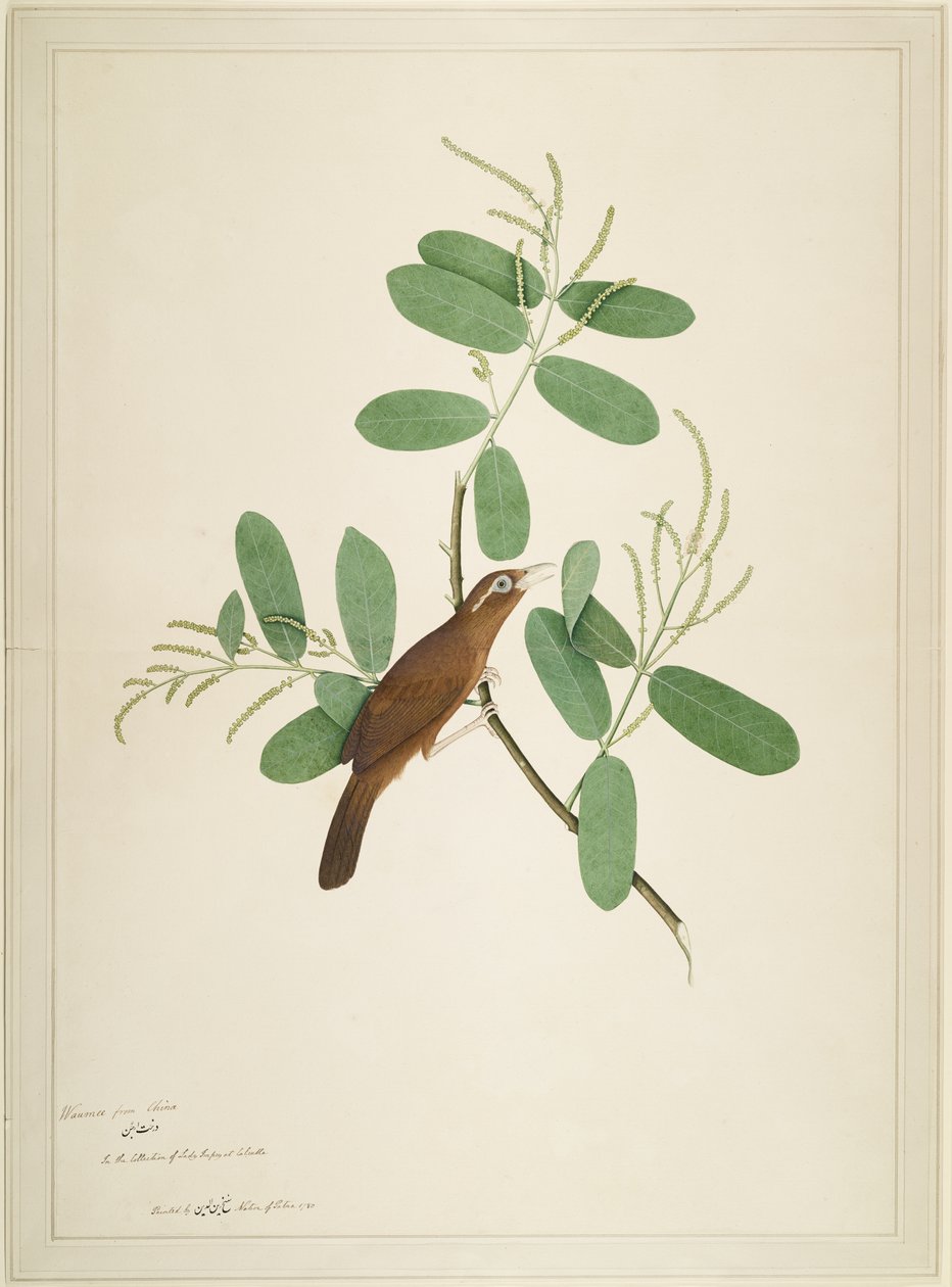 Hwamei auf Terminalia-Zweig, Folio aus einer Serie, die von Lady Impey in Auftrag gegeben wurde, 1780 von Shaikh Zain ud Din