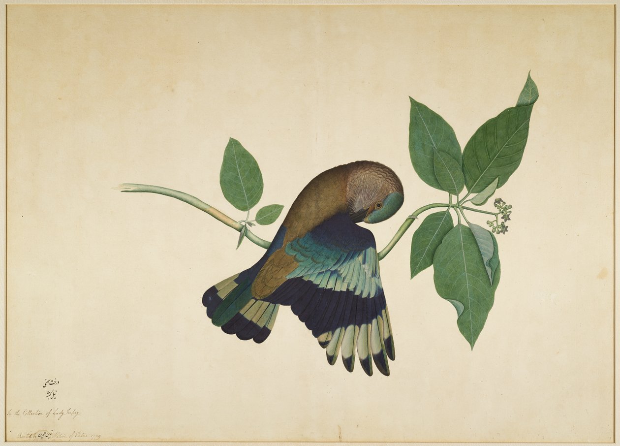 Indischer Roller auf Sandelholzast, Folio aus einer Serie, die von Lady Impey in Auftrag gegeben wurde, 1779 von Shaikh Zain ud Din