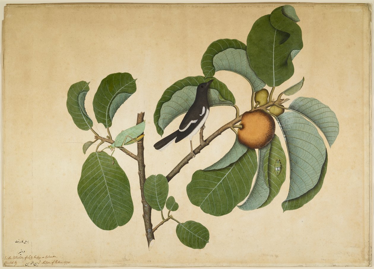 Orientalische Elsterdrossel mit Laubheuschrecke und Blattläufer auf Monkey-Jack-Zweig, Folio aus einer Serie, die von Lady Impey in Auftrag gegeben wurde, 1778 von Shaikh Zain ud-Din
