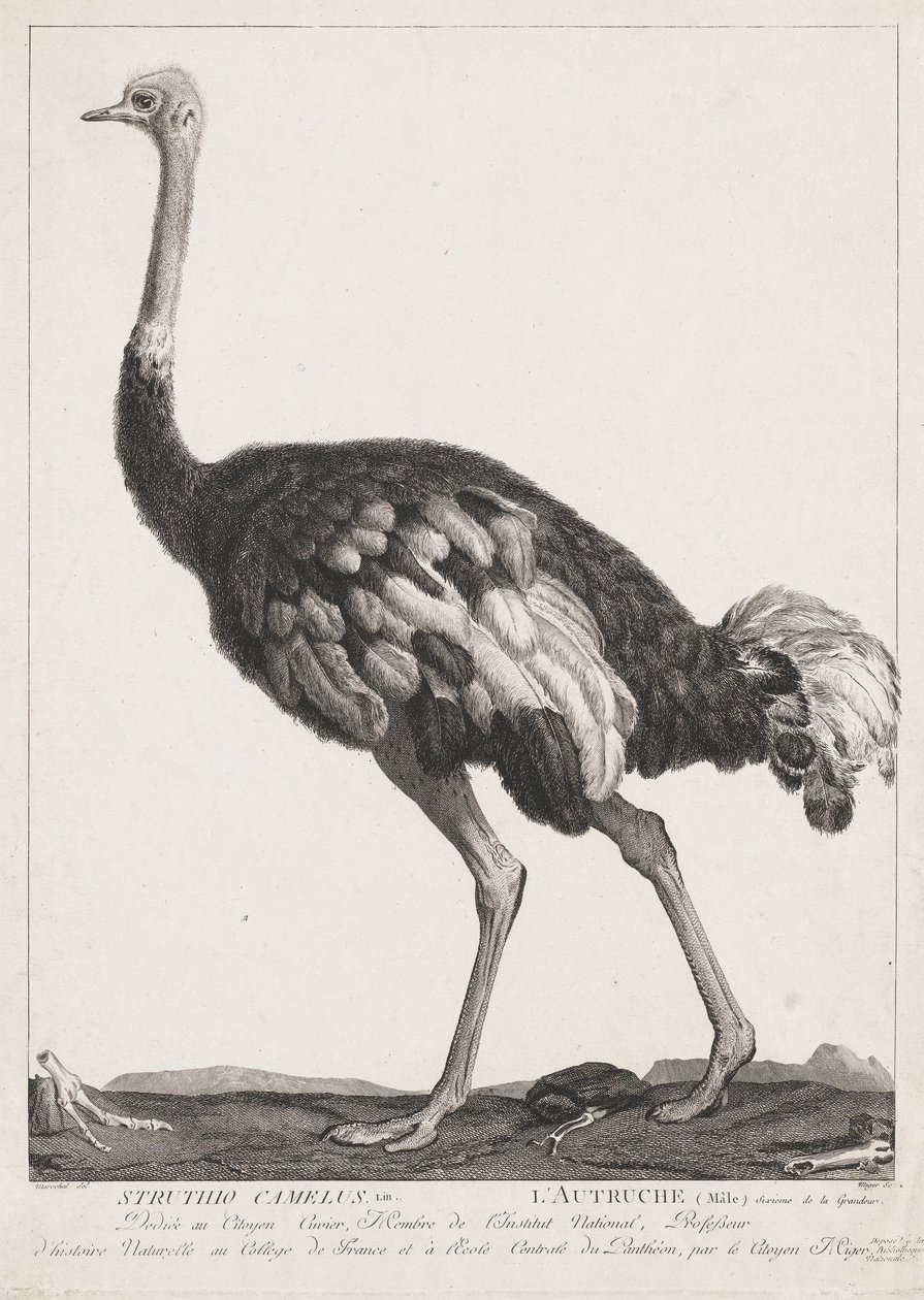 Strauß von Simon Charles Miger