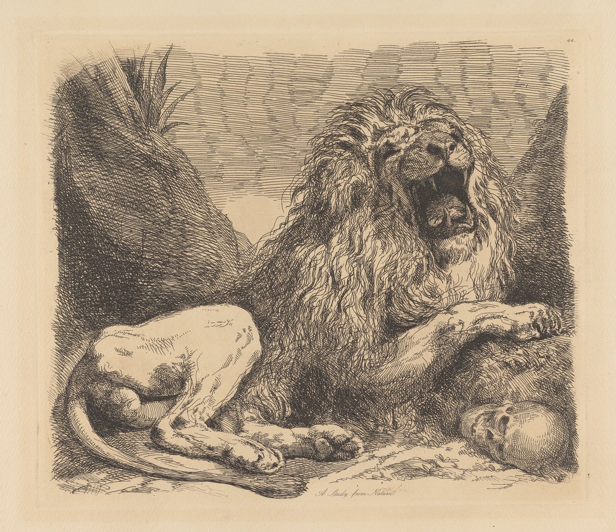 Studie aus der Natur; ein Löwe unter Felsen, brüllend, ein menschlicher Schädel unten rechts von Sir George Hayter
