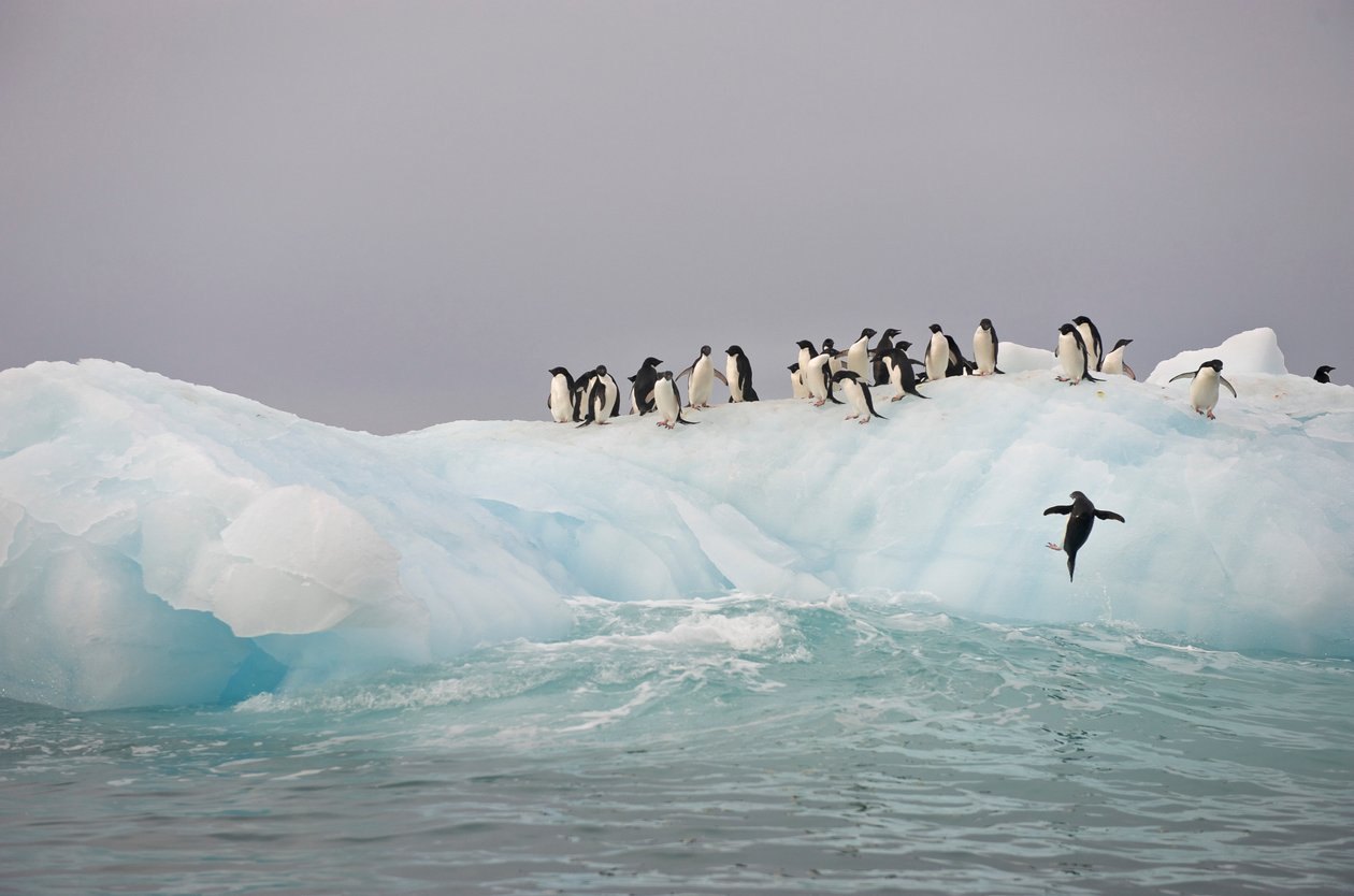 Adeliepinguine, Pygoscelis adeliae, auf einem Eisberg, 2022 (Foto) von Sisse Brimberg