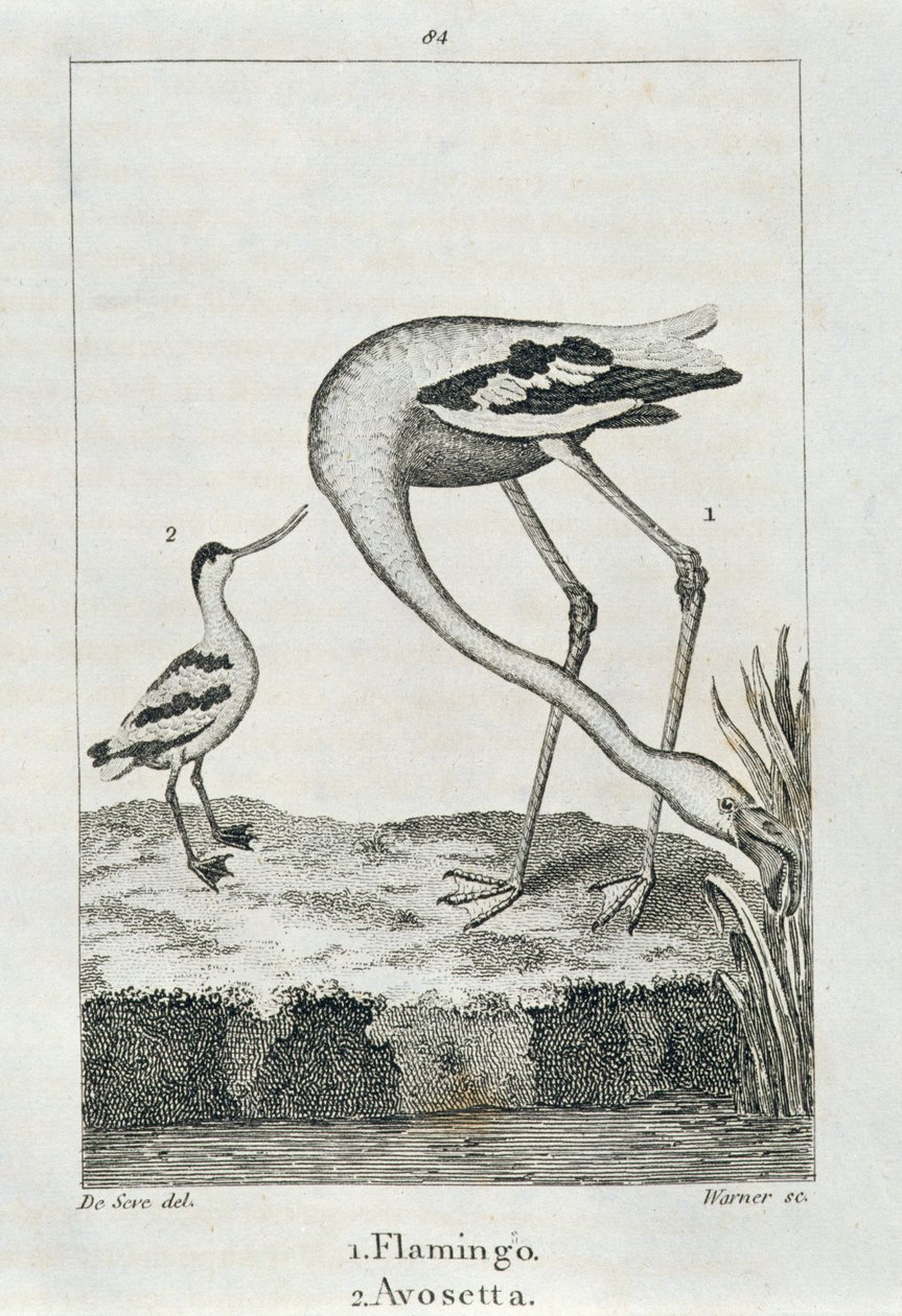 Flamingo und Avosetta, aus 