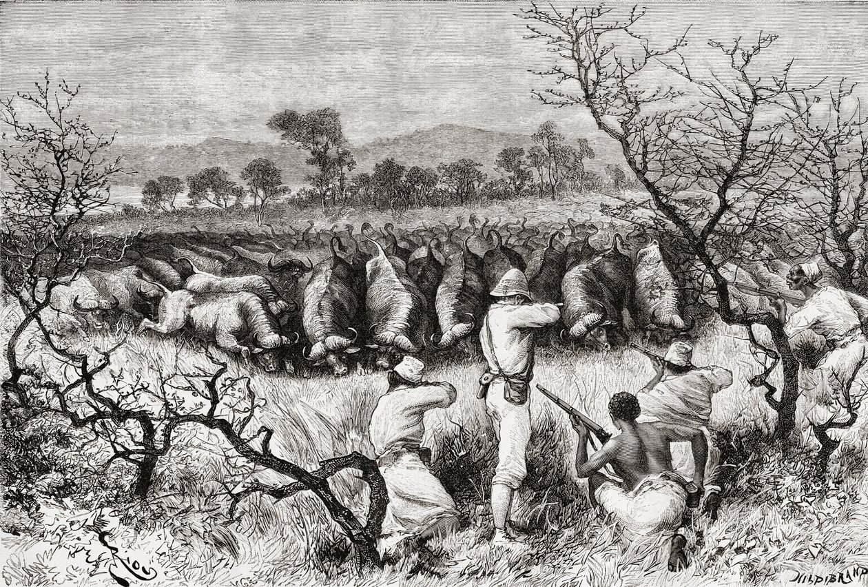 Büffeljagd in Zentralafrika im späten 19. Jahrhundert, aus 
