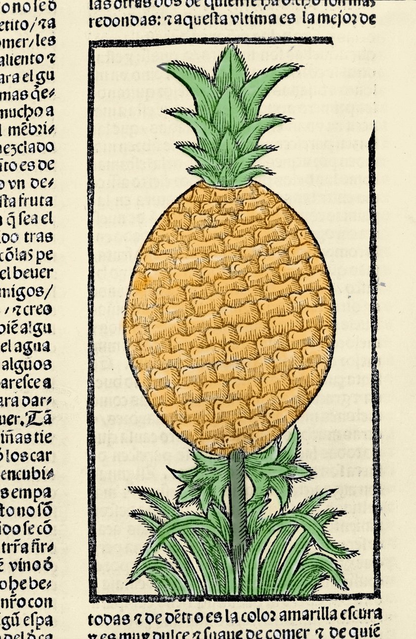 Darstellung einer Ananas. Gravur aus dem Buch „Historia general de las Indias, islas y tierra firme del mar oceano“ von Gonzalo Fernandez de Oviedo (Gonzalo) oder Fernandez de, oder Hernandez de Oviedo y Valdes (1478-1557) von Spanish School