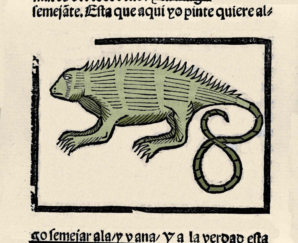 Darstellung einer Echse. Gravur aus dem Buch „Historia general de las Indias, islas y tierra firme del mar oceano“ von Gonzalo Fernandez de Oviedo (1478-1557) von Spanish School