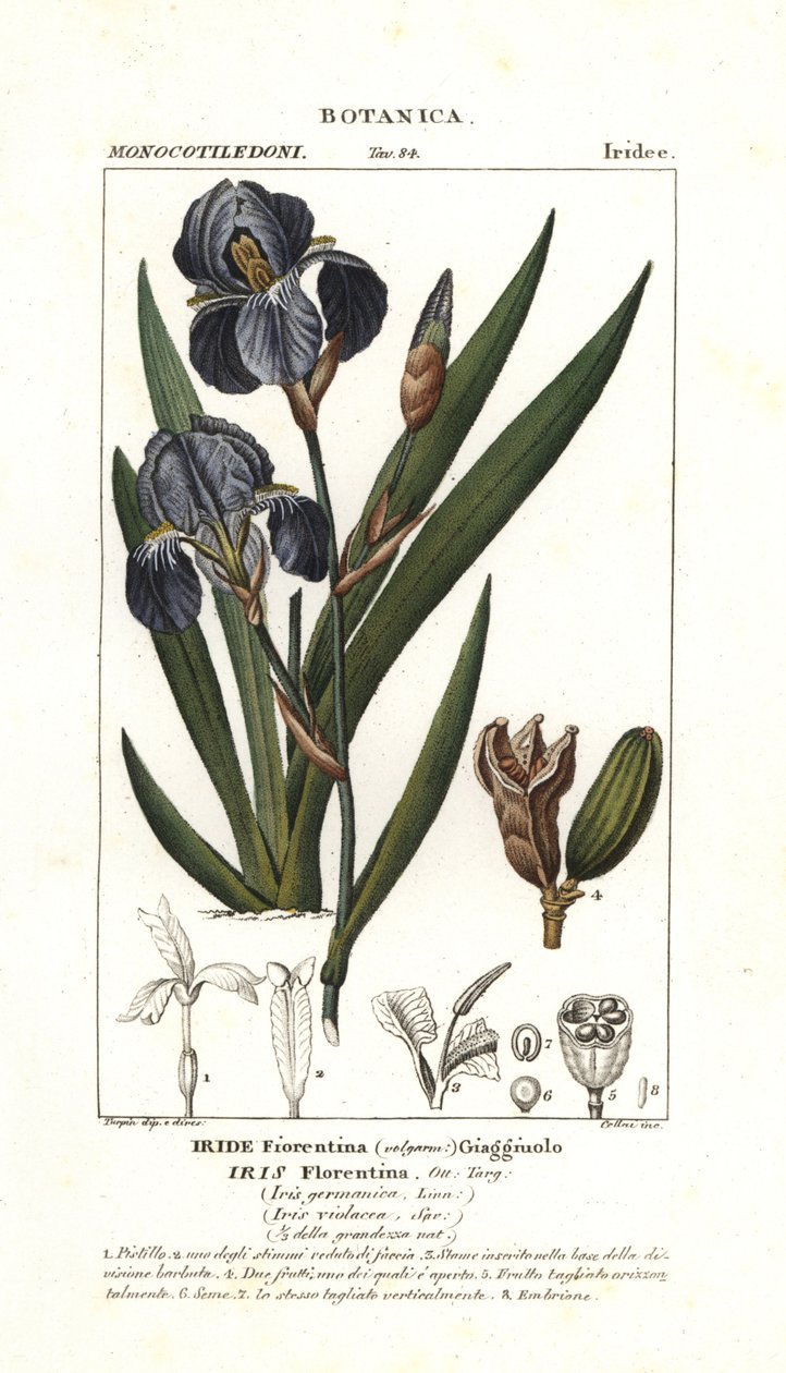 Florentiner Schwertlilie, Iris germanica var florentina von Stanghi Stanghi