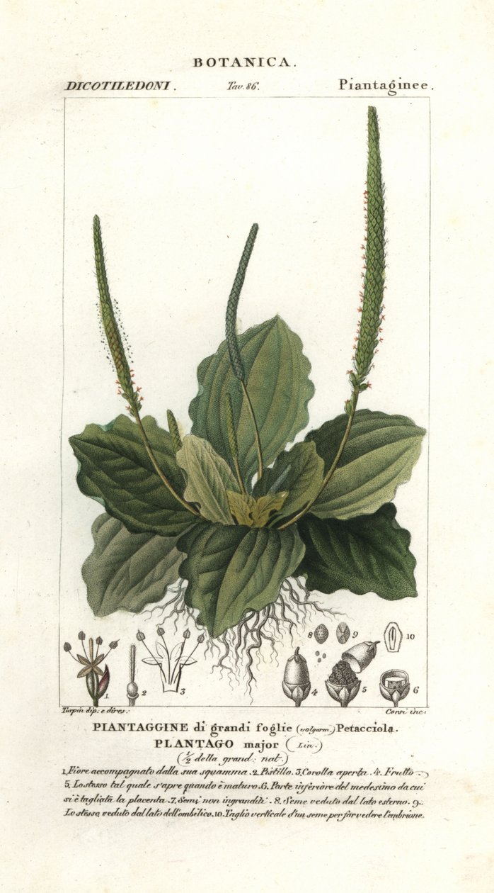 Breitwegerich, Plantago major von Stanghi Stanghi