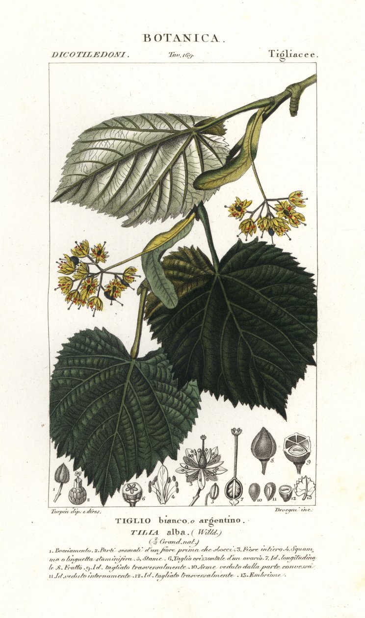 Lindenbaum, Tilia alba von Stanghi Stanghi