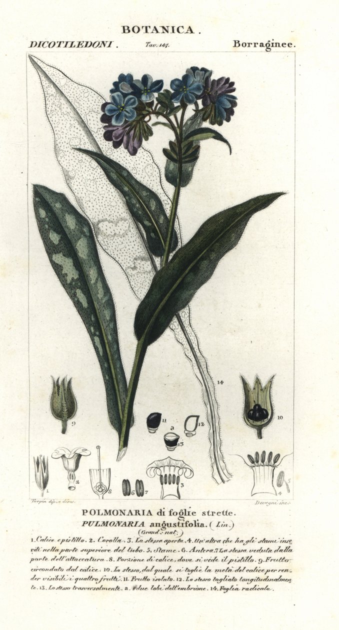 Schmalblättriges Lungenkraut, Pulmonaria angustifolia von Stanghi Stanghi