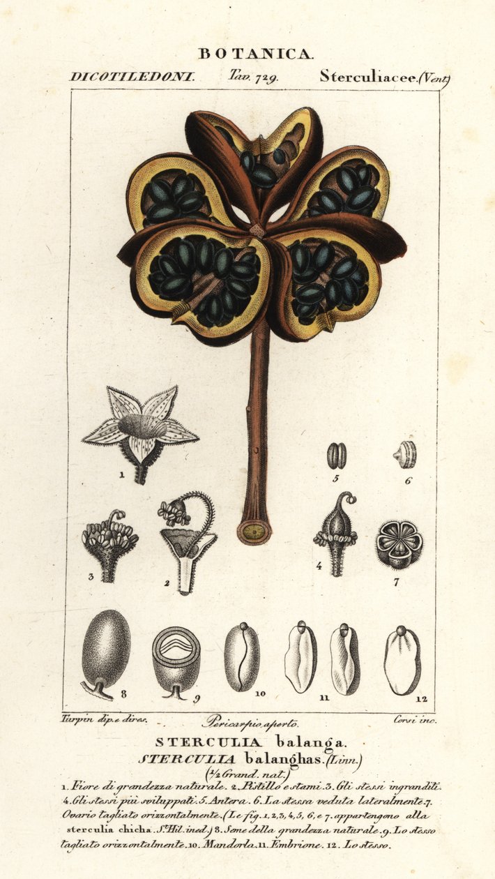 Tropische Kastanie oder Nawa-Baum, Sterculia balanghas von Stanghi Stanghi