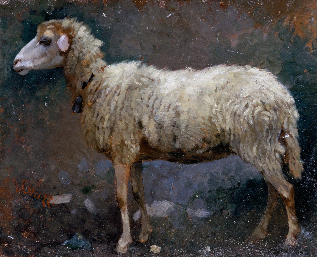Schaf im Profil von Stefano Bruzzi
