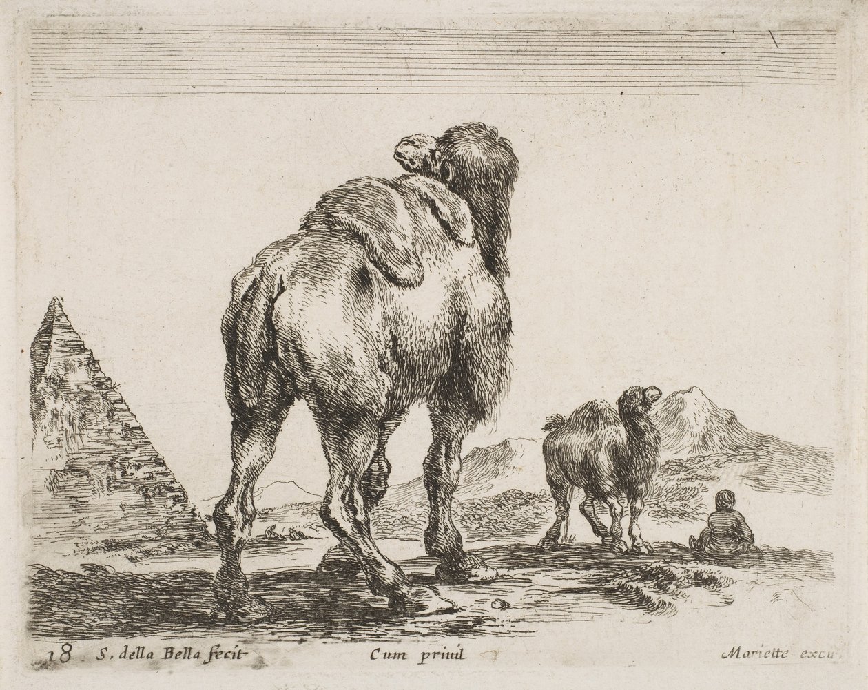 Kamel von hinten gesehen, veröffentlicht 1641 aus Diversi Animali von Stefano della Bella