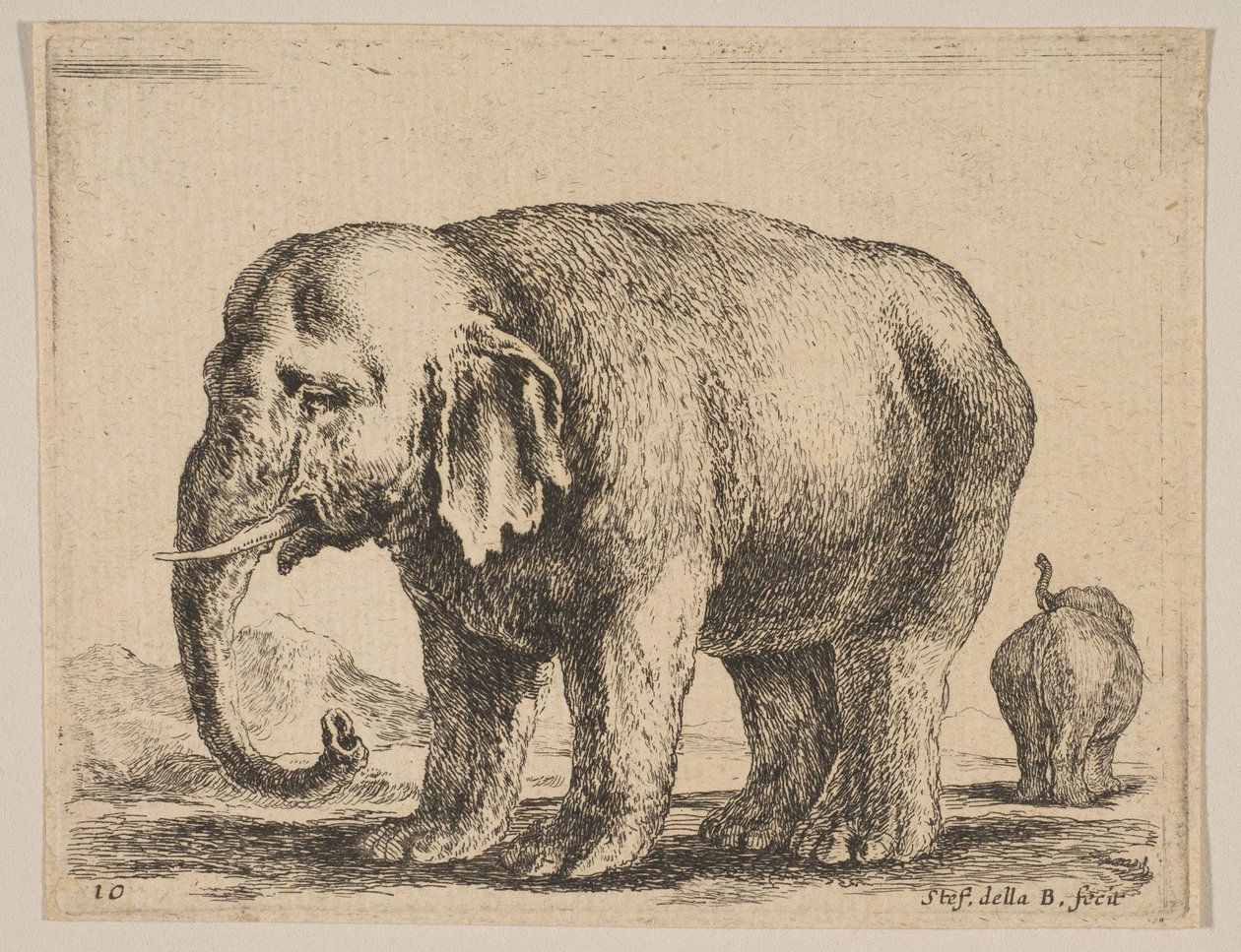 Tafel 10: Elefant, aus Verschiedene Tiere Diversi animali, ca. 1641 von Stefano della Bella