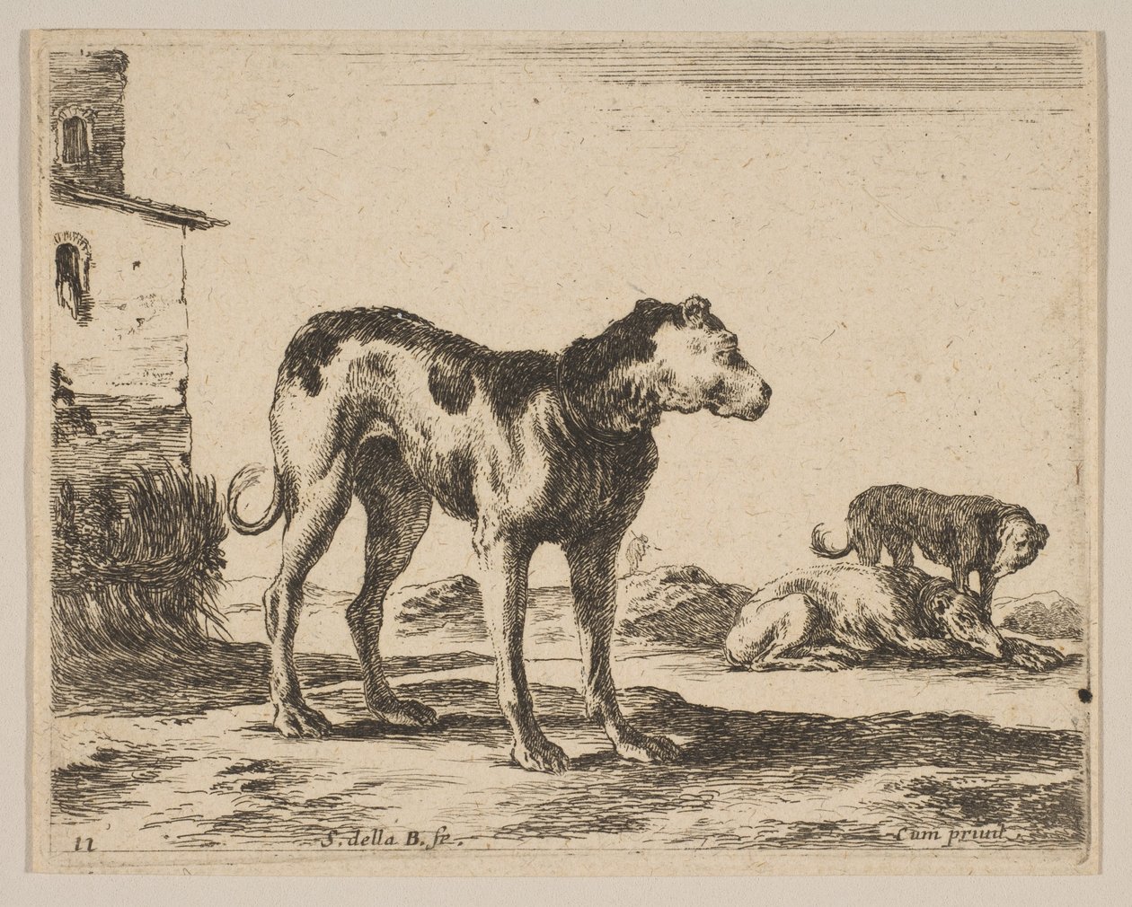 Platte 11: Hunde, aus Verschiedene Tiere Diversi animali von Stefano della Bella