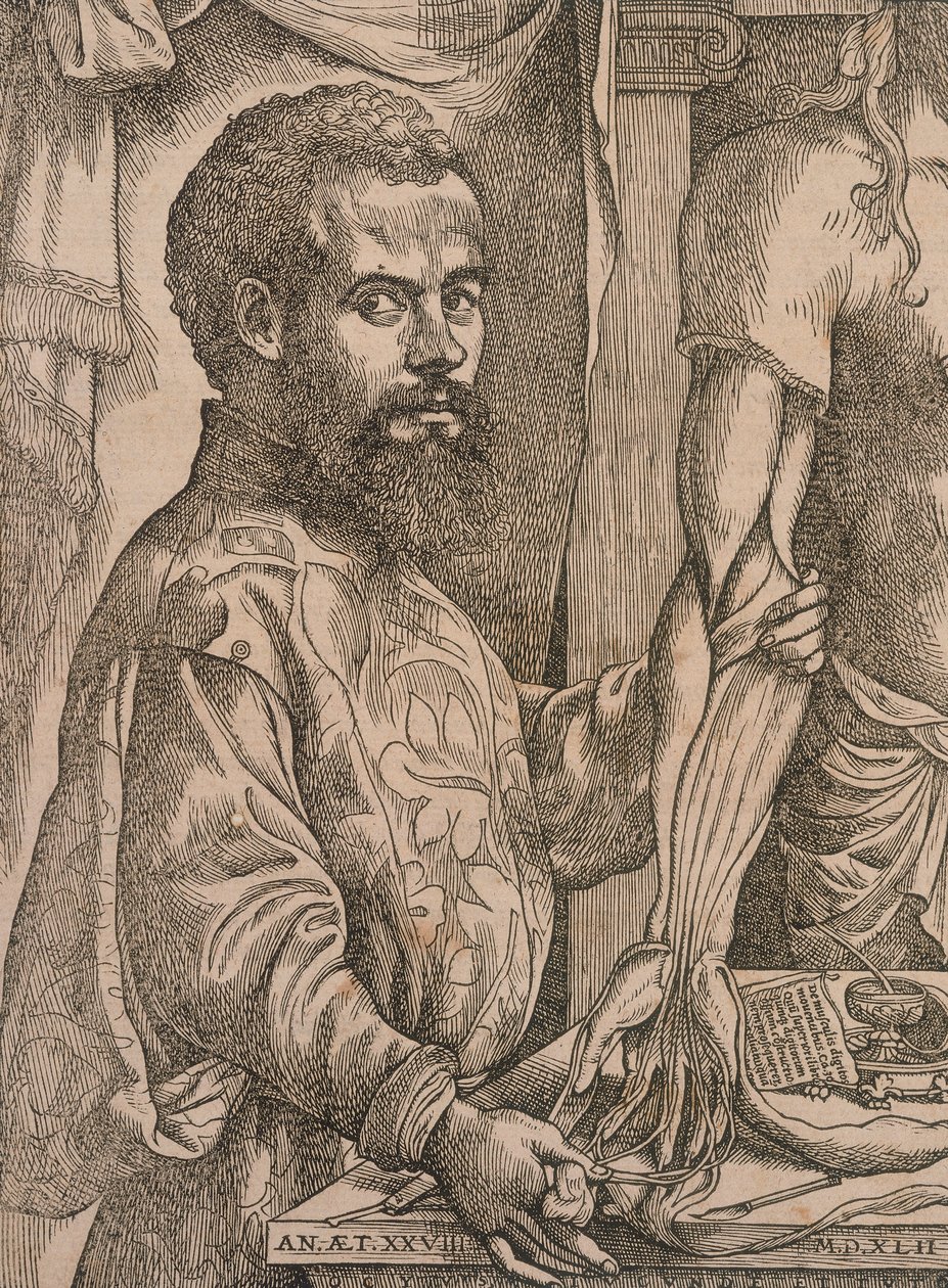 Andreas Vesalius seziert die Muskeln des Unterarms eines Kadavers von Steven van Calcar