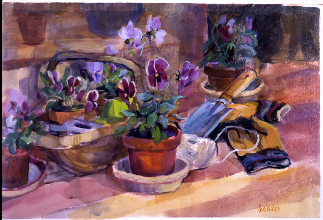 Stiefmütterchen eintopfen, 1996 von Sue Wales