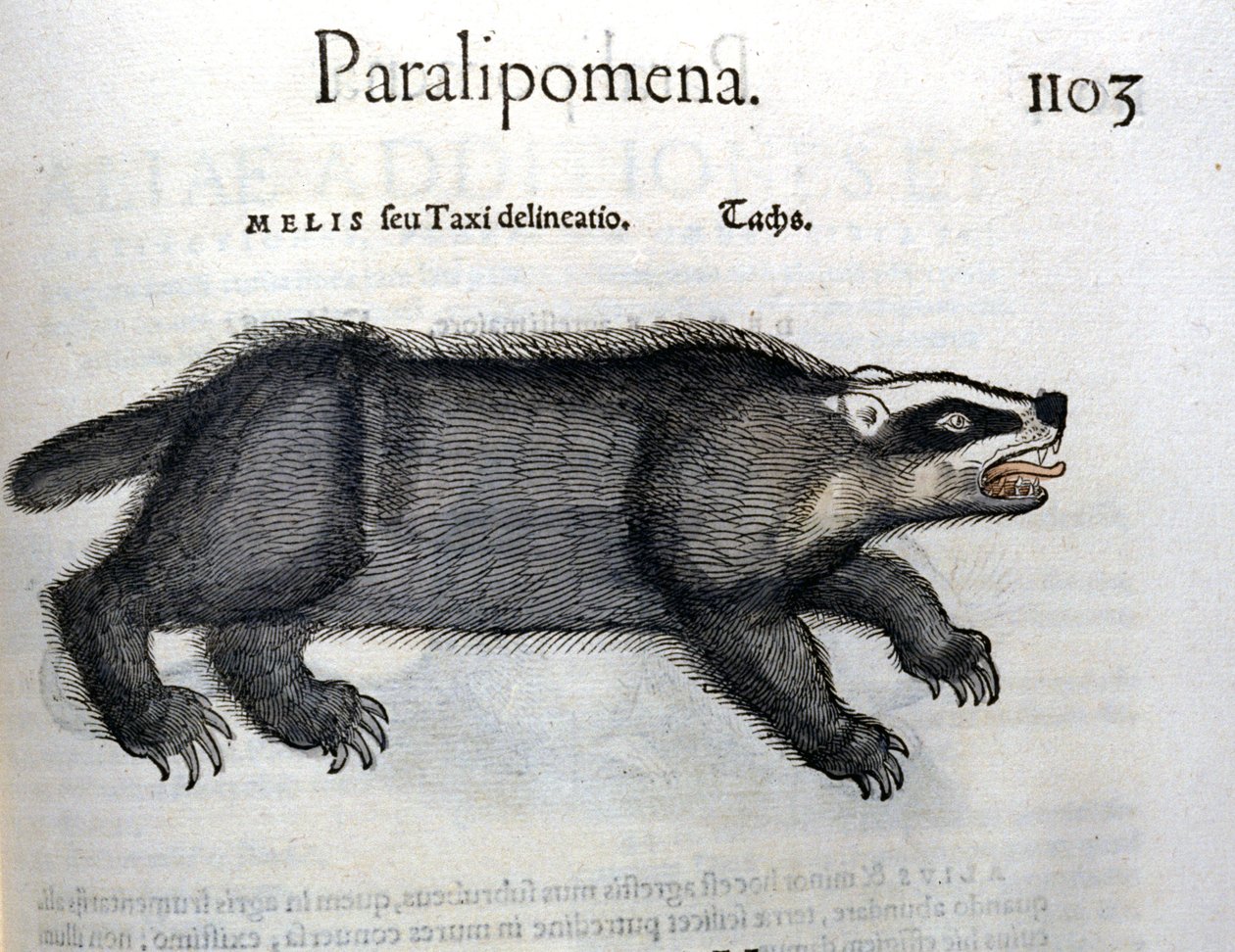 Dachs, Illustration aus 