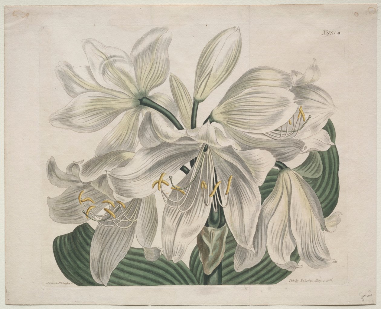 The Botanical Magazine or Flower Garden Displayed: Weiße Kap-Küsten-Lilie, 1806 von Sydenham Teast Edwards