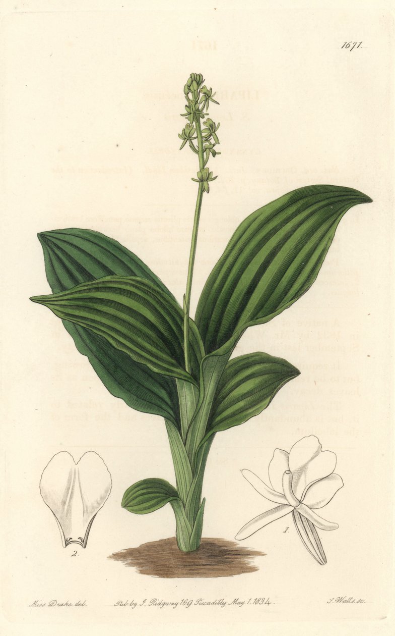Afrikanische Liparis-Orchidee von Sydenham Teast Edwards