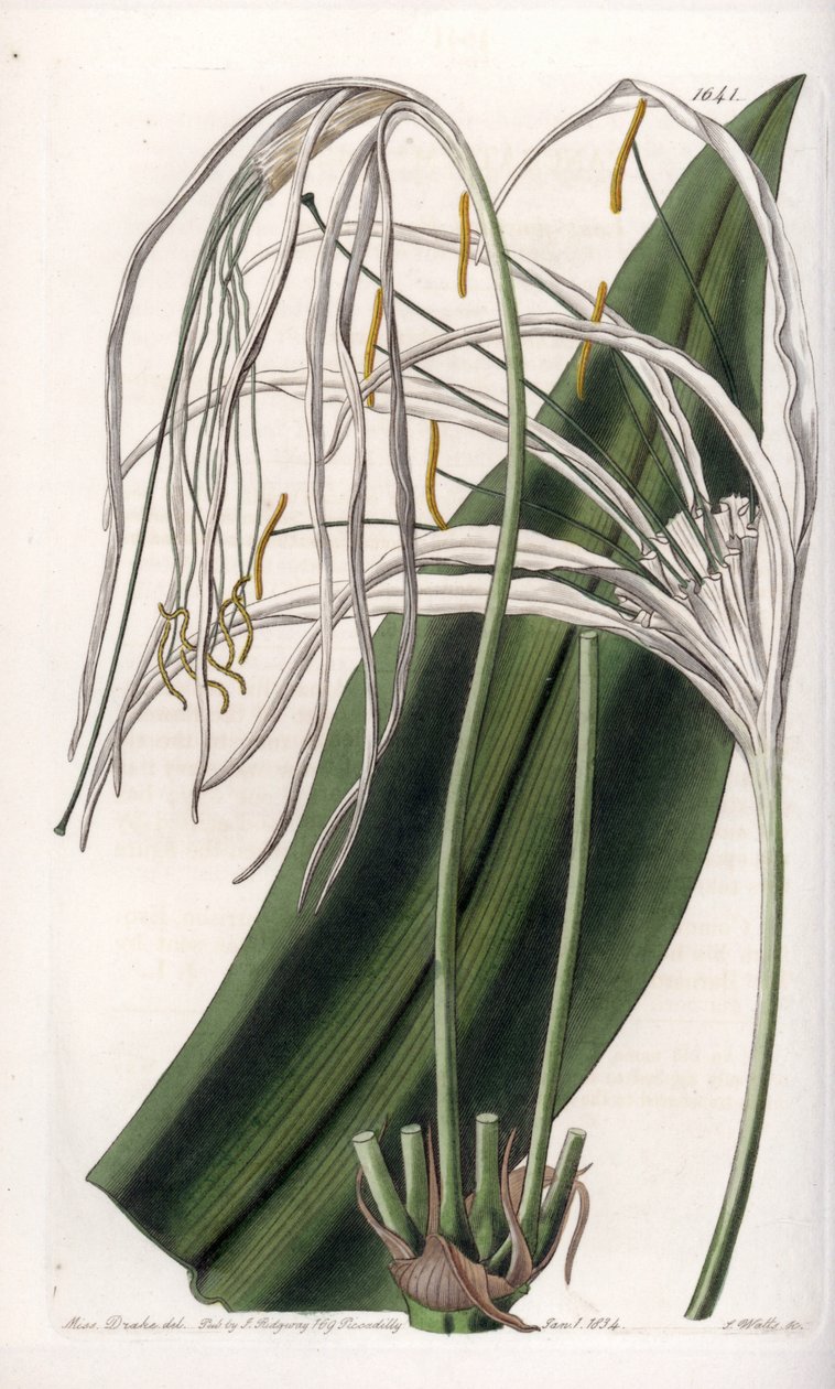 Spinnenlilie oder Meernarzisse (Stich von S. Watts, Illustration von Sarah Anne Drake) von Sydenham Teast Edwards