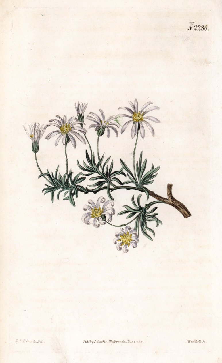 Strauch-Aster, Felicia fruticosa (Strauch-Sternblume, Aster fruticulosus) von Sydenham Teast Edwards
