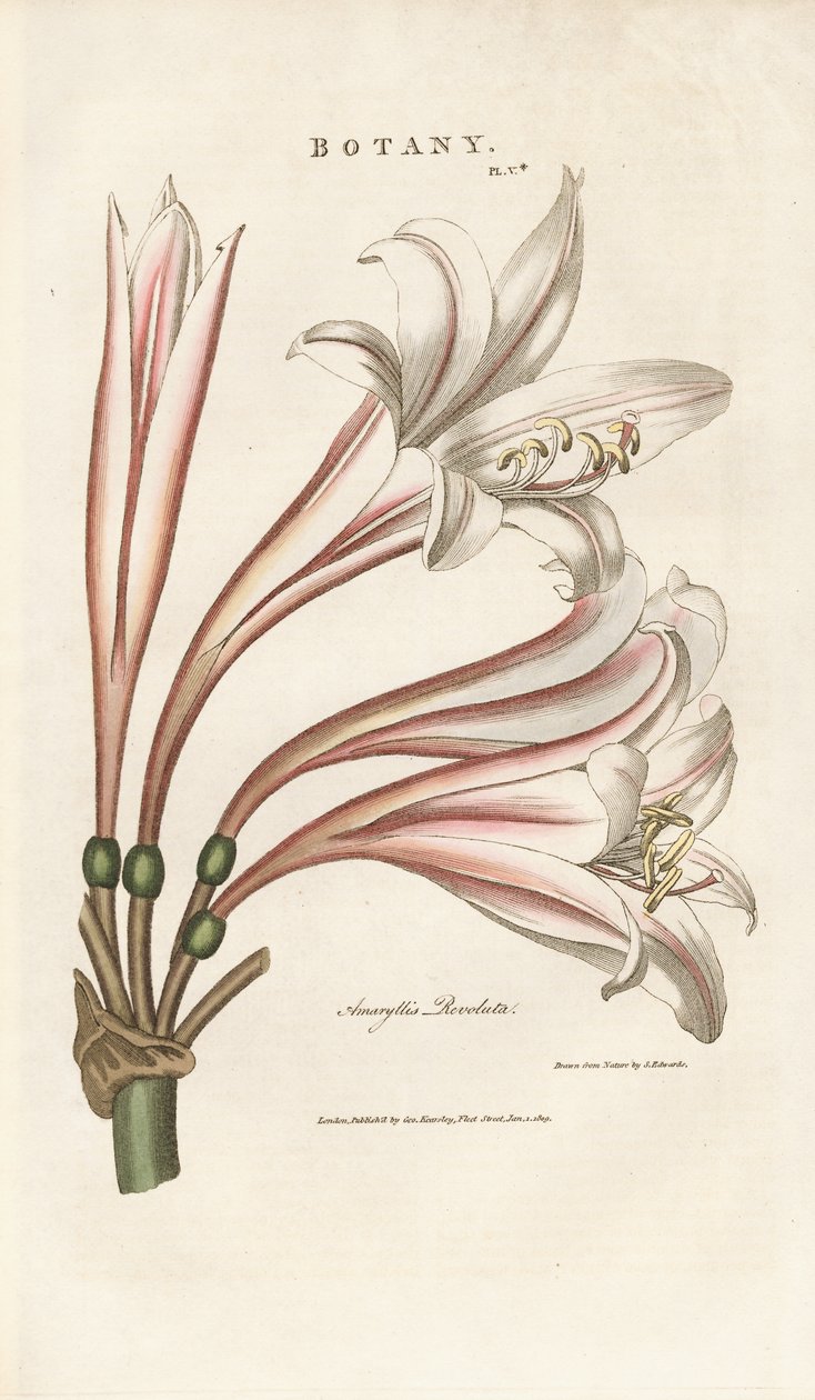 Barbados-Lilie (Amaryllis revoluta) von Sydenham Teast Edwards