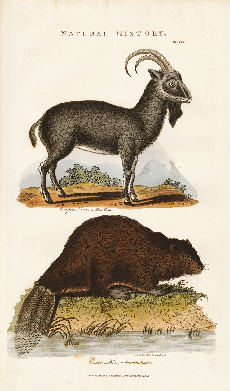 Blauer Ziegenbock und Biber von Sydenham Teast Edwards