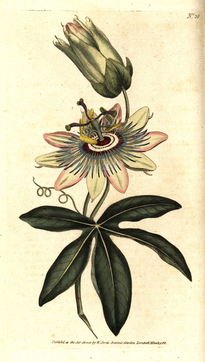 Blaue Passionsblume, Passiflora caerulea von Sydenham Teast Edwards