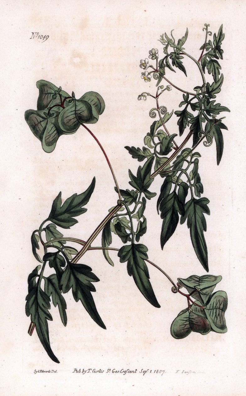 Botanik: Herzsamen oder Herz-Erbsen, Glattes Herzsamen oder Ballonpflanze, Cardiospermum halicacabum von Sydenham Teast Edwards