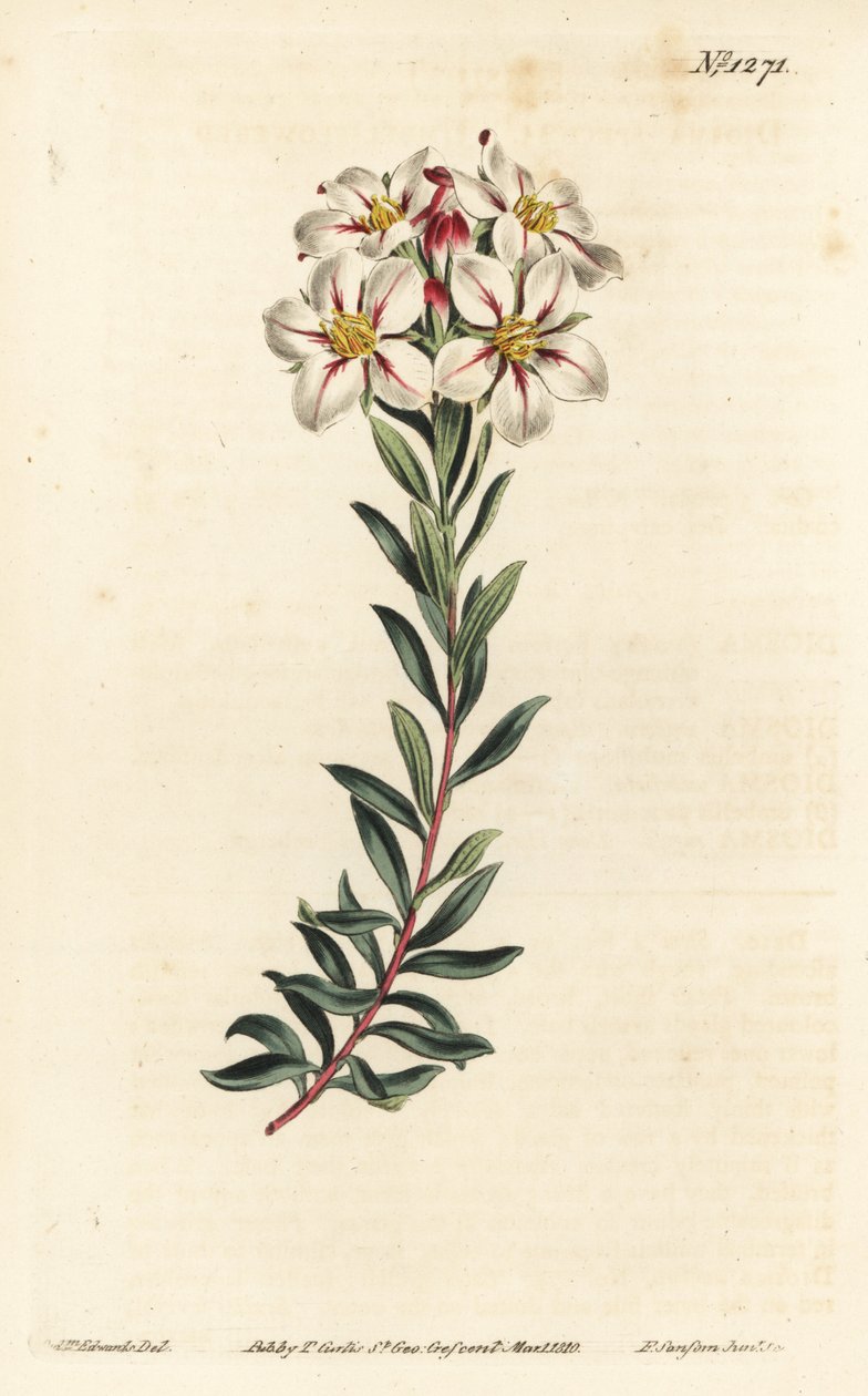 Buchu, Adenandra villosa (Doldenblütige Diosma, Diosma speciosa) - Handkolorierte Kupferstichgravur von F. Sansom Jr. nach einer Illustration von Sydenham Edwards aus William Curtis