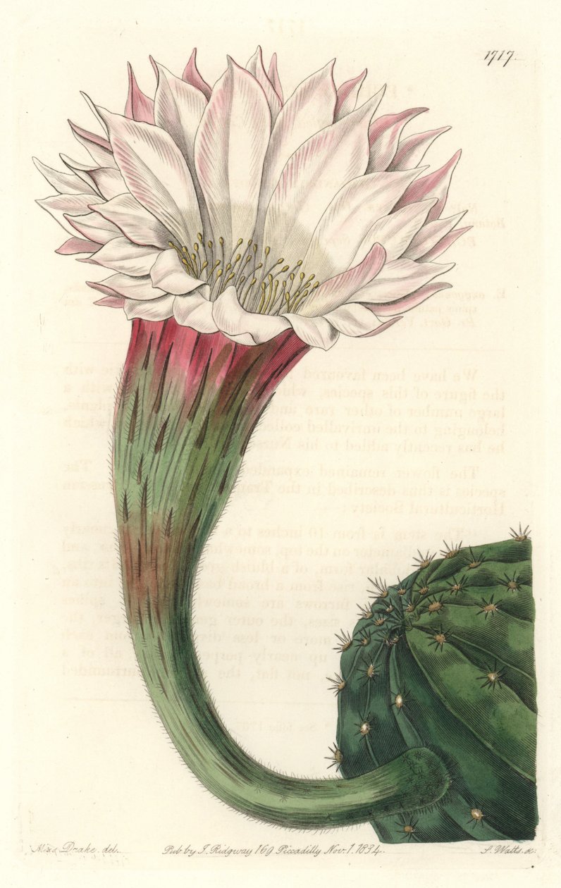 Kaktus Seeigel oder Mosesball, in Blüte, heimisch in Brasilien von Sydenham Teast Edwards