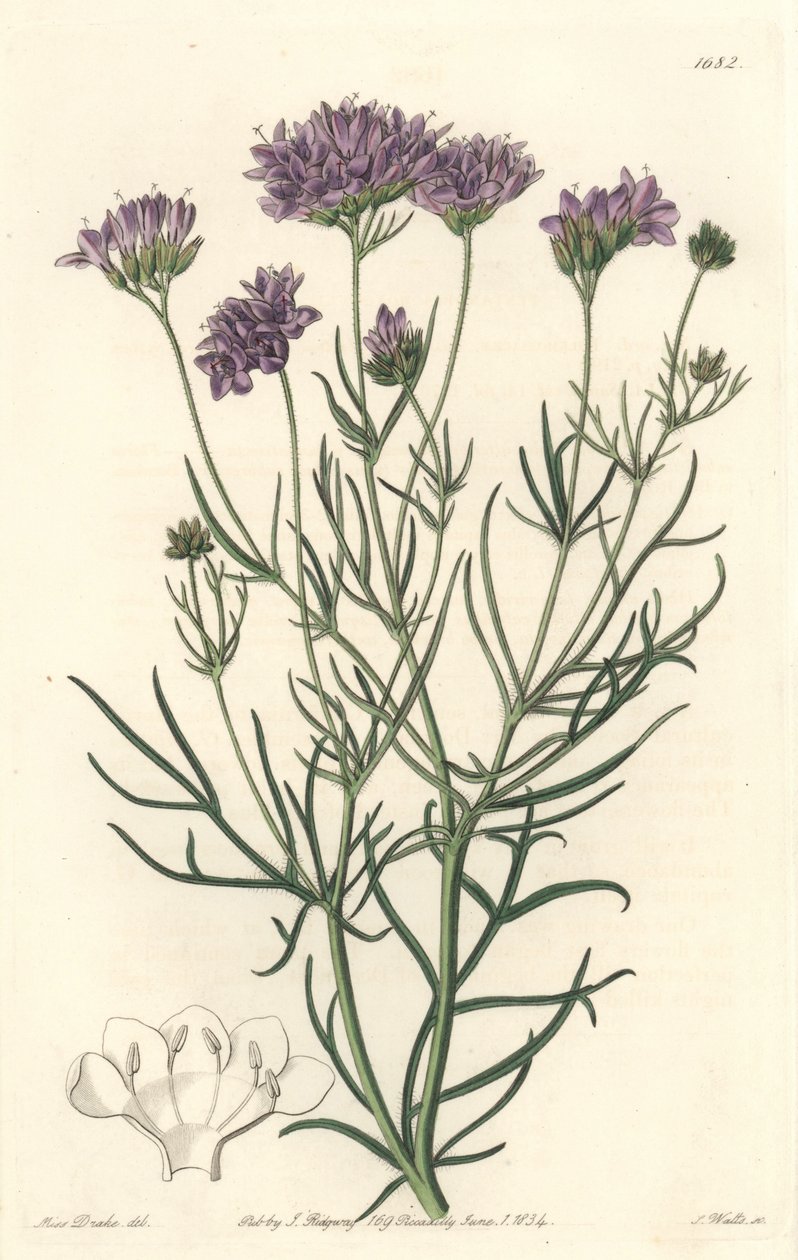 Kalifornische Gilia von Sydenham Teast Edwards