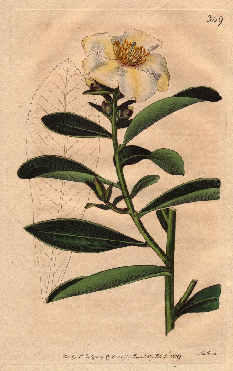 Kamelie Penang, eine weiße Blume mit gelblichem Schimmer von Sydenham Teast Edwards