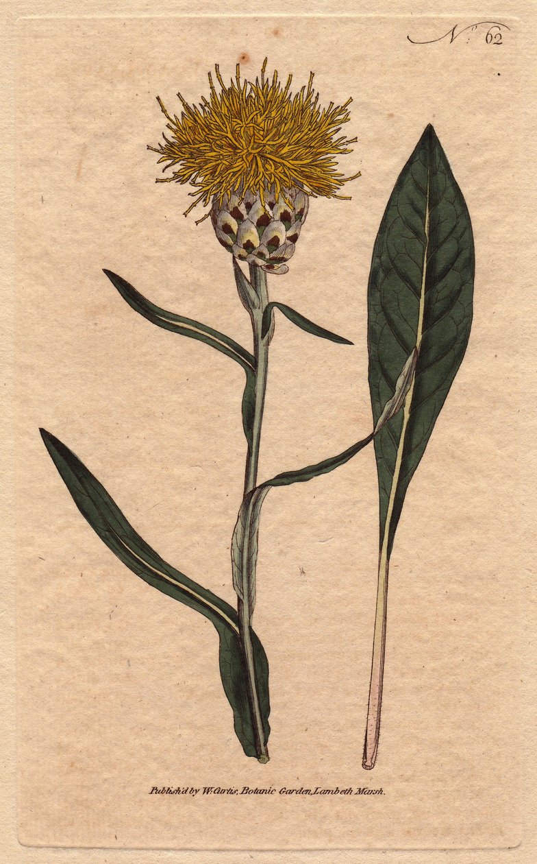 Pastellblättrige Centaurea mit gelben flauschigen Blüten von Sydenham Teast Edwards