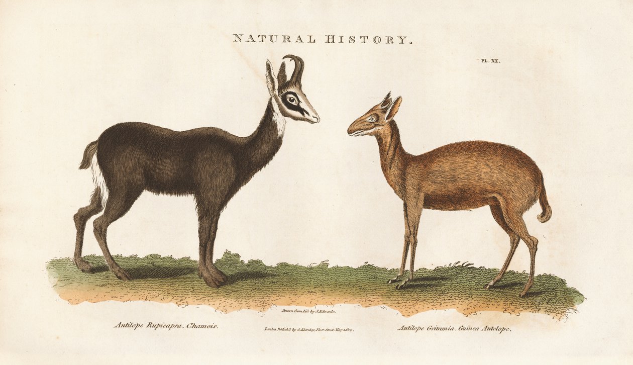 Chinesische und Guinea-Antilope von Sydenham Teast Edwards