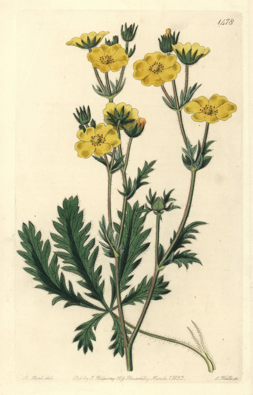 Gezacktes Fingerkraut, Potentilla laciniosa von Sydenham Teast Edwards