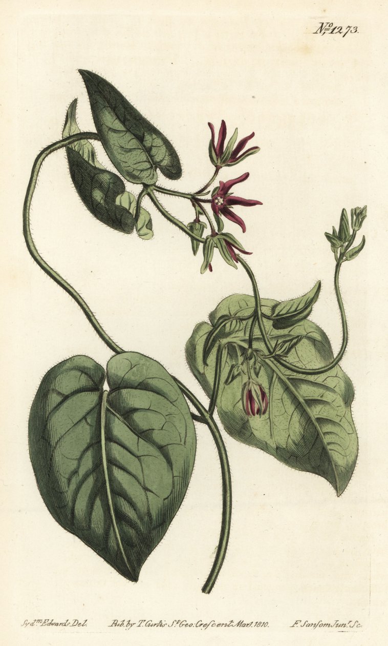 Kletternde Milchrebe (Stich von F. Sansom Jr., Illustration von Sydenham Edwards) von Sydenham Teast Edwards