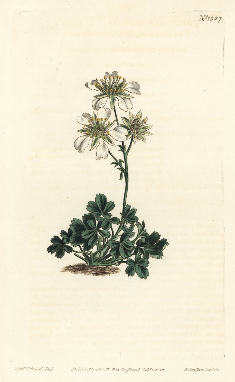 Clusius-Fingerkraut, Potentilla clusiana von Sydenham Teast Edwards
